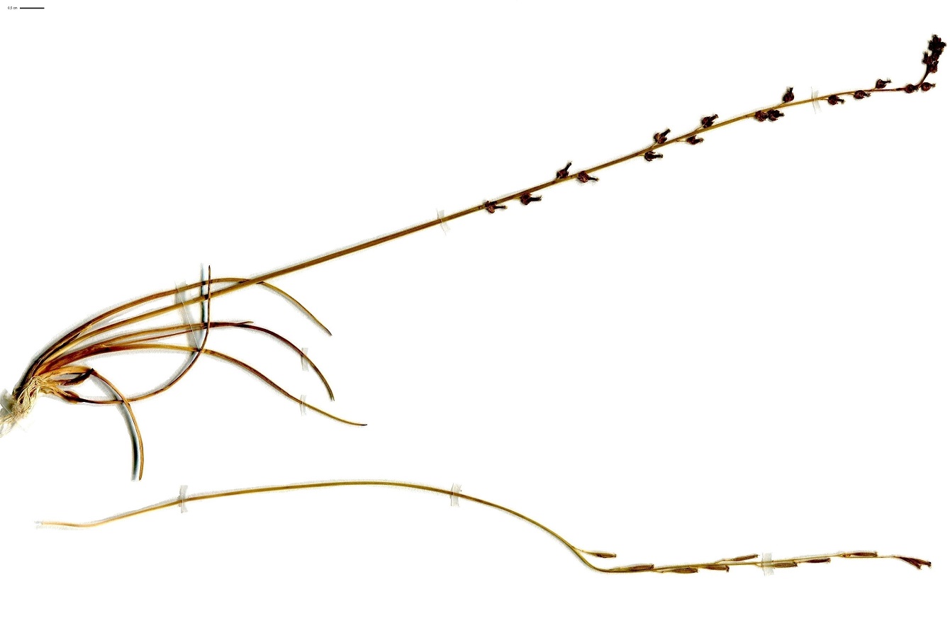 Triglochin palustris (Juncaginaceae)